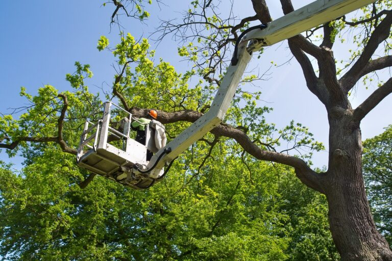 Cherry picker plant image