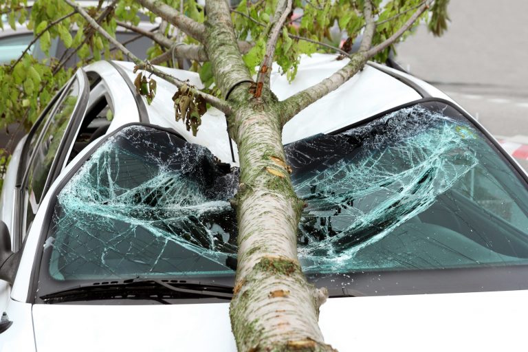 Image of Tree on Car