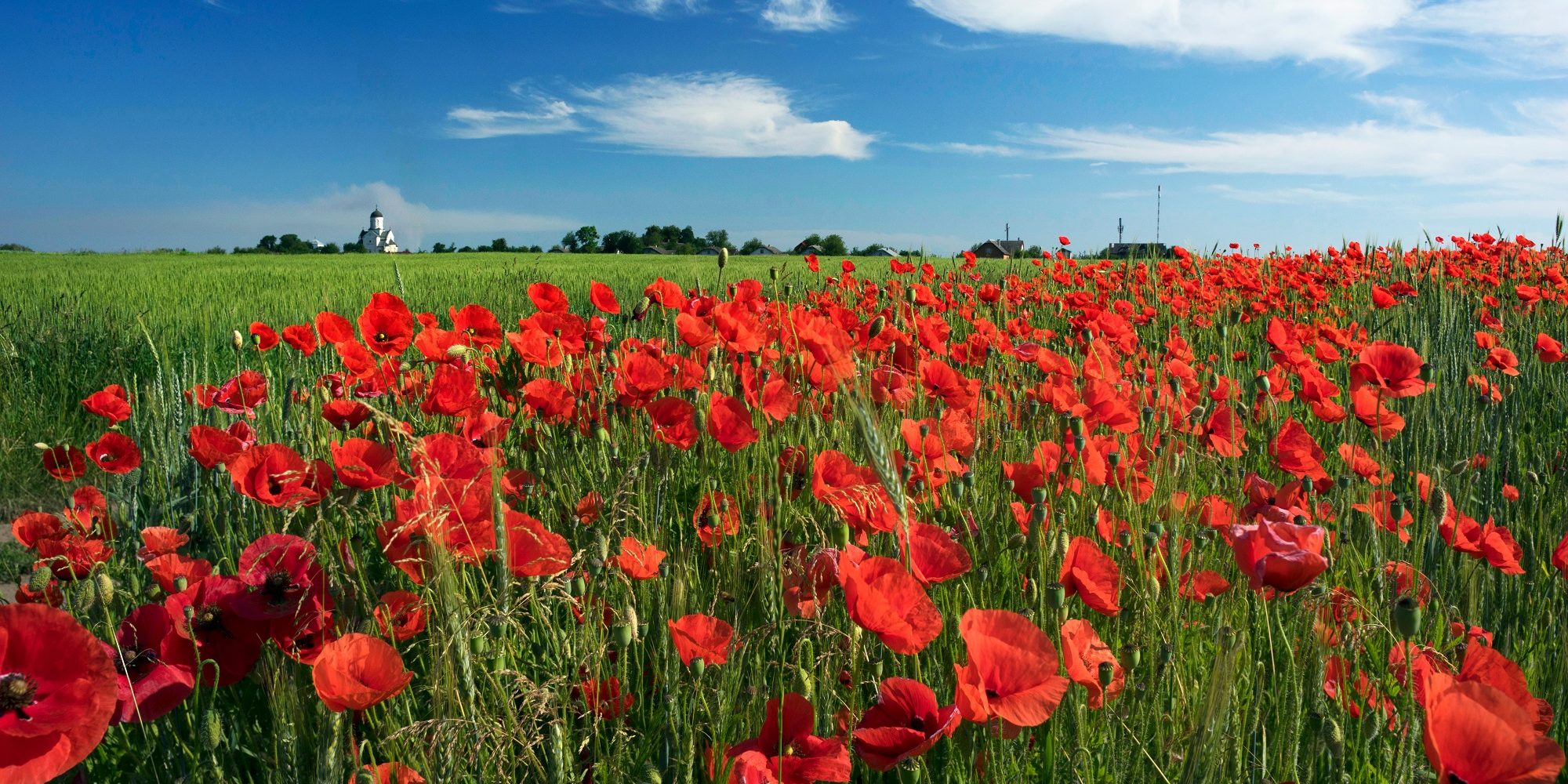 A,Field,Of,Wild,Red,Poppies,In,The,French,Province.