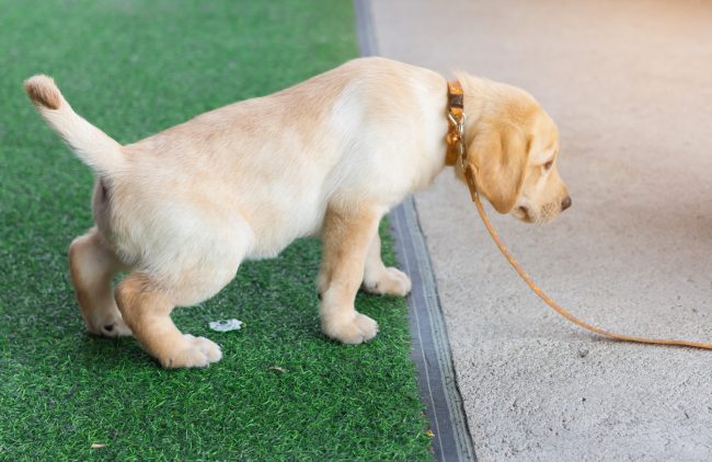 Labrador,Retriever,Puppy,Pee,In,The,Artificial,Grass,On,Training